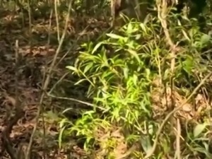 Mallu Wife Fuck Other Man Outdoor